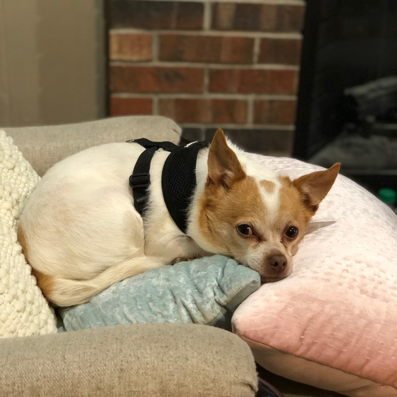 Meet your Posher, Jill - Picture 5 of 12